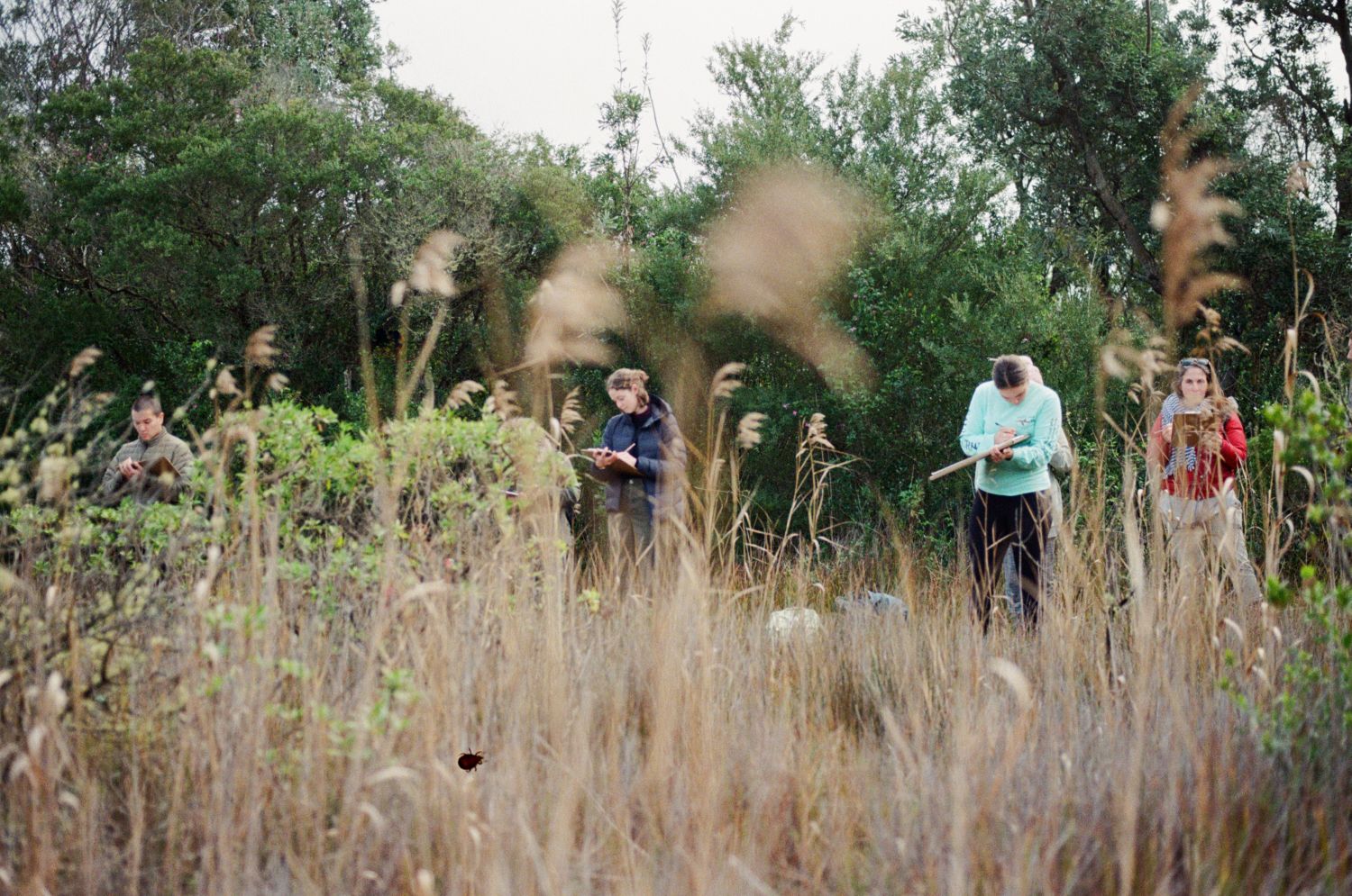 A group of people stand in a field, drawing on paper clipped onto boards, with tall grass in the foreground